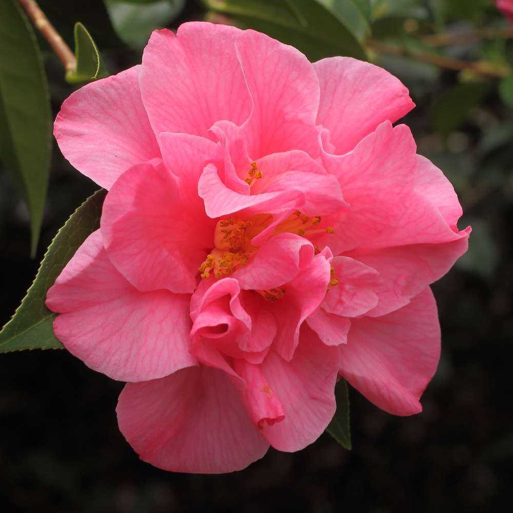 Camellia hybrid 'Leonard Messel'