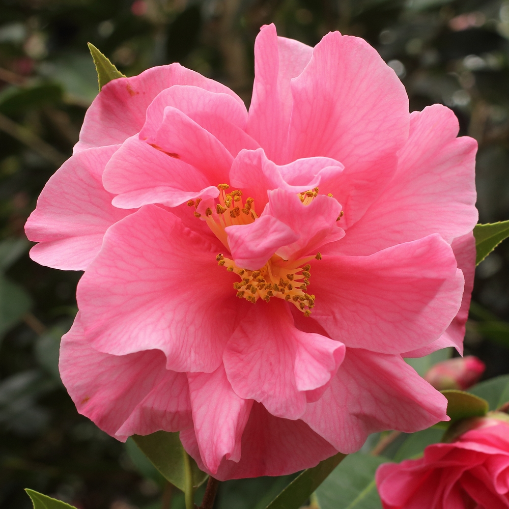 Camellia hybrid 'Leonard Messel'