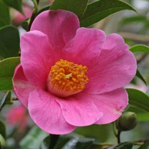 Camellia x williamsii 'Mary Christian'