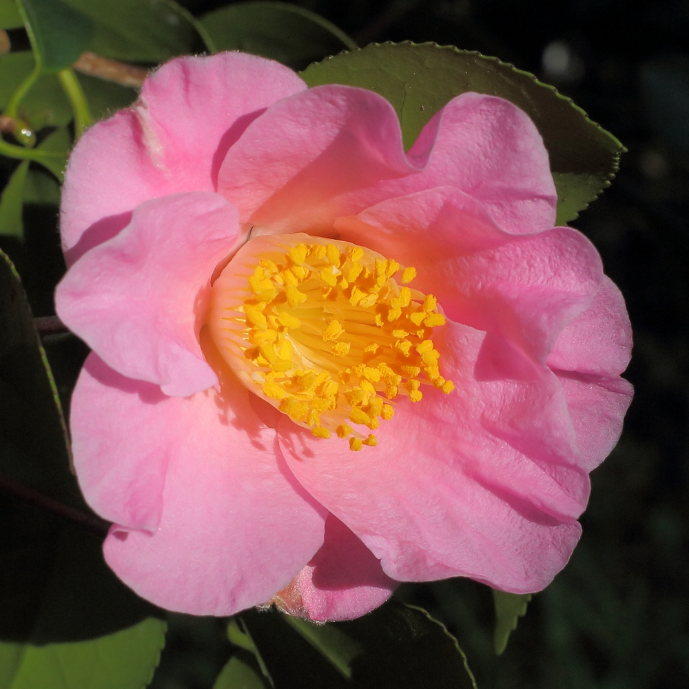 Camellia x williamsii 'Mary Larcom'