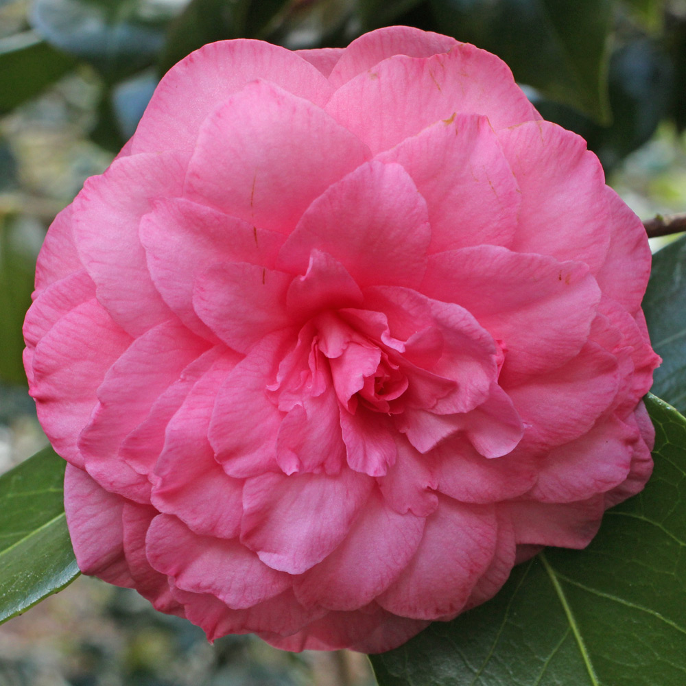 Camellia japonica 'Mathotiana Rosea'