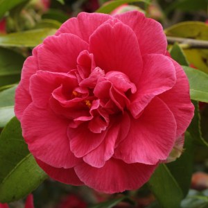 Camellia japonica 'Mercury'