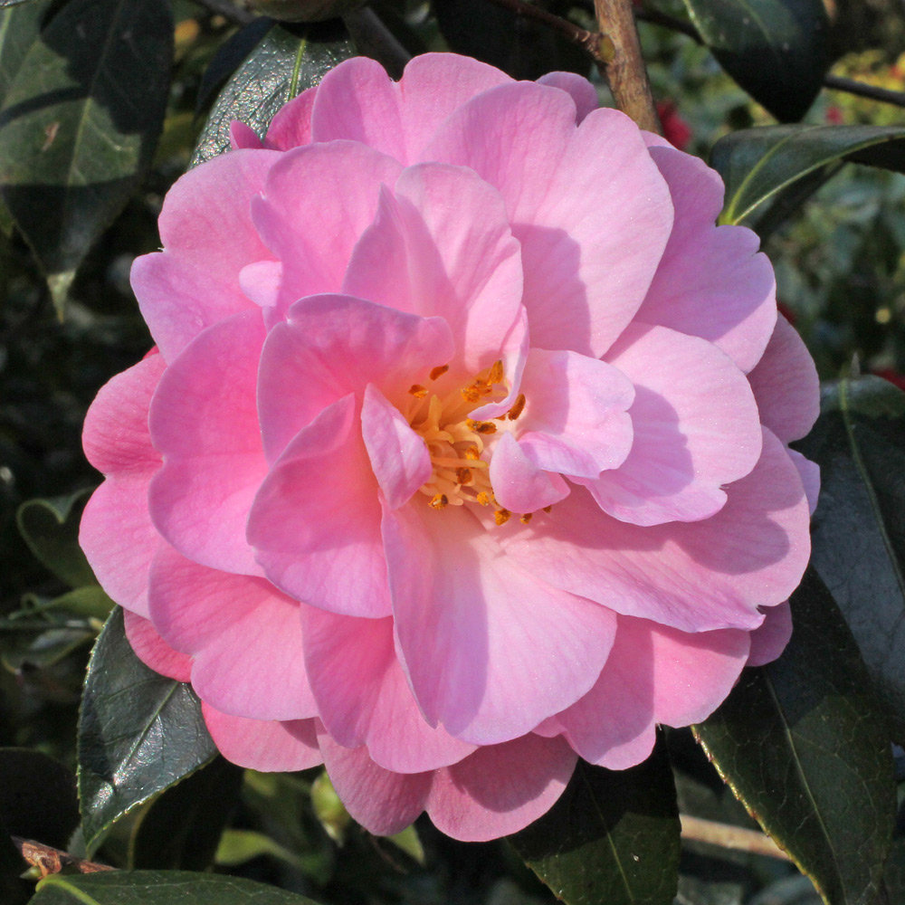 Camellia x williamsii 'Mildred Veitch'