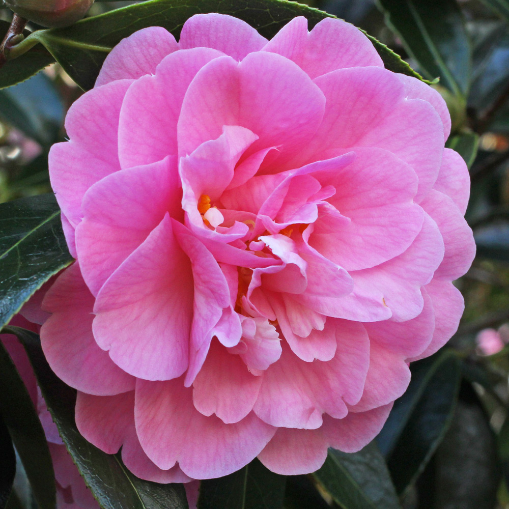 Camellia x williamsii 'Mildred Veitch'