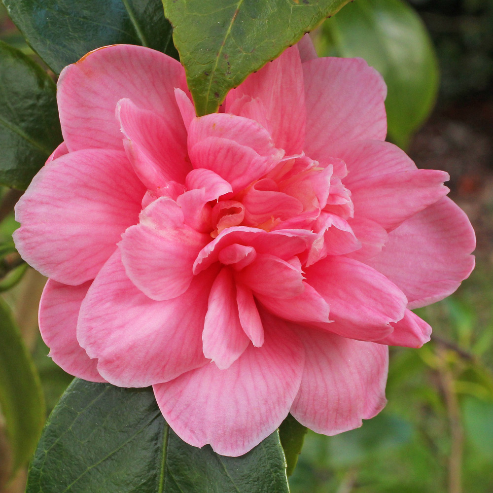 Camellia japonica 'Mrs Derlacquer's Beauty'