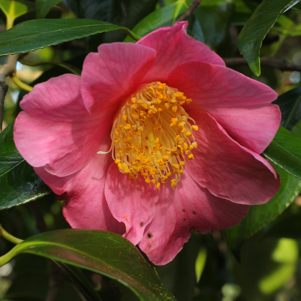 Camellia x williamsii 'New Venture'
