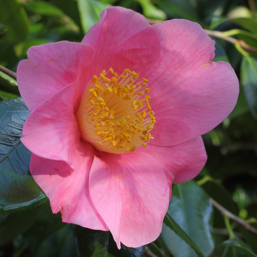 Camellia x williamsii 'New Venture'