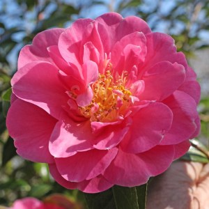 Camellia x williamsii 'Plymouth Beauty'