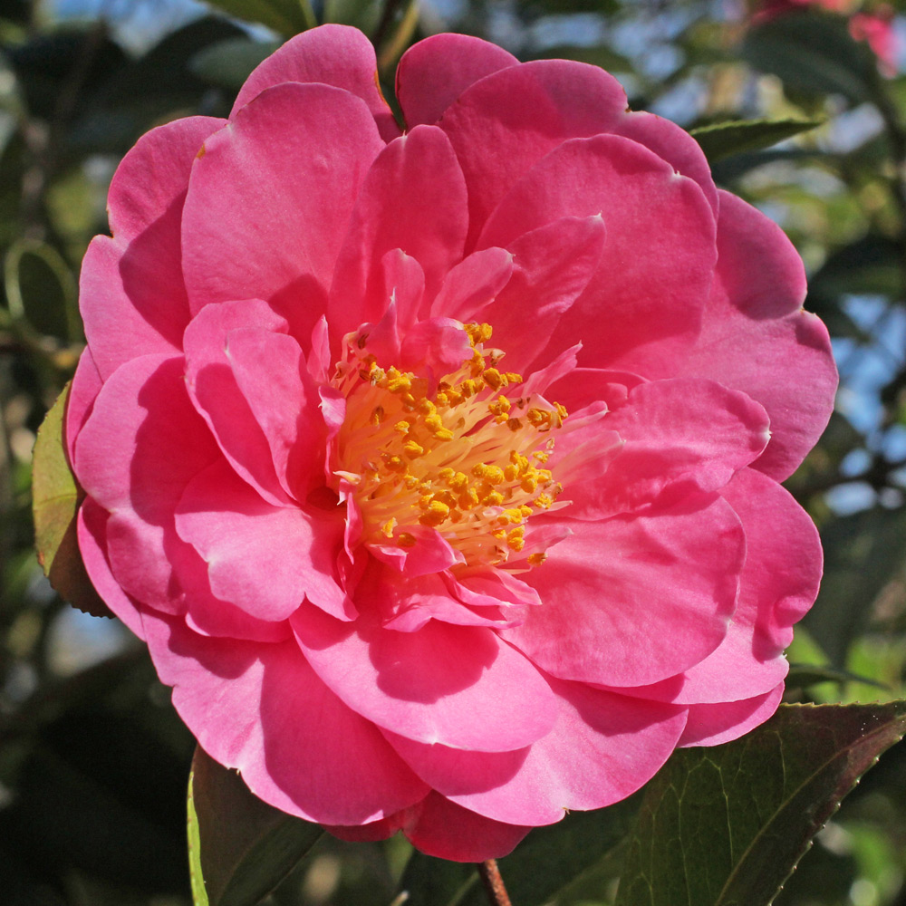 Camellia x williamsii 'Plymouth Beauty'