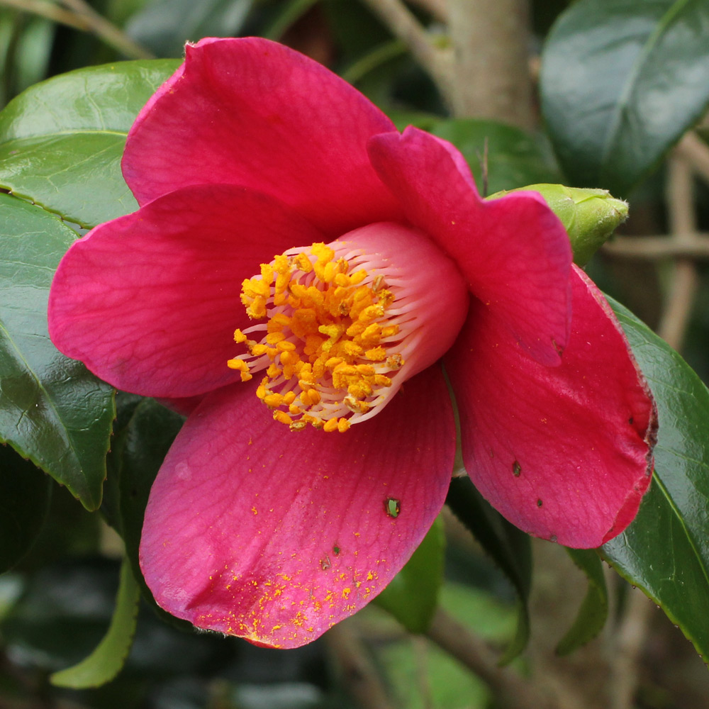Camellia japonica 'Scented Red'