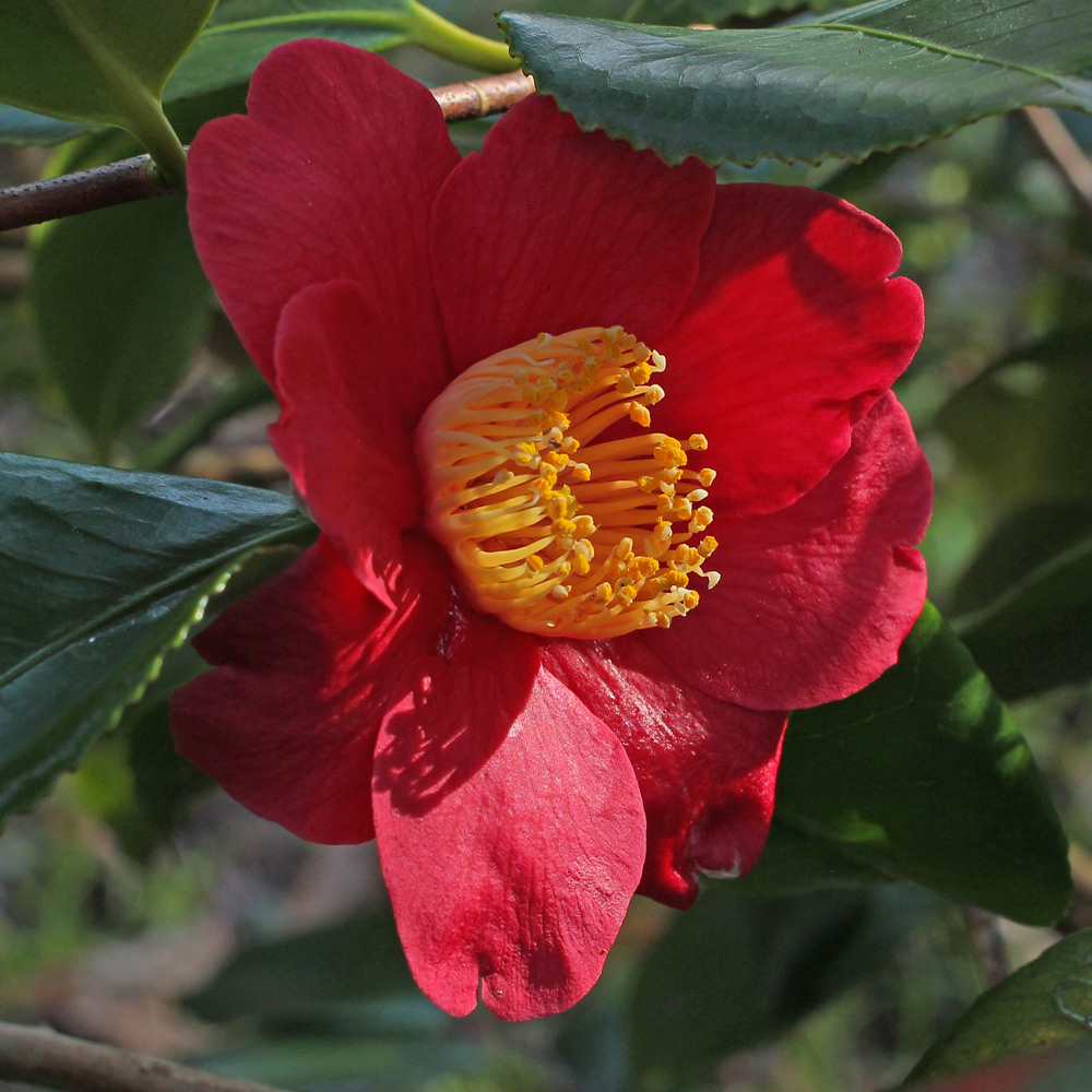 Camellia japonica 'Tregye'