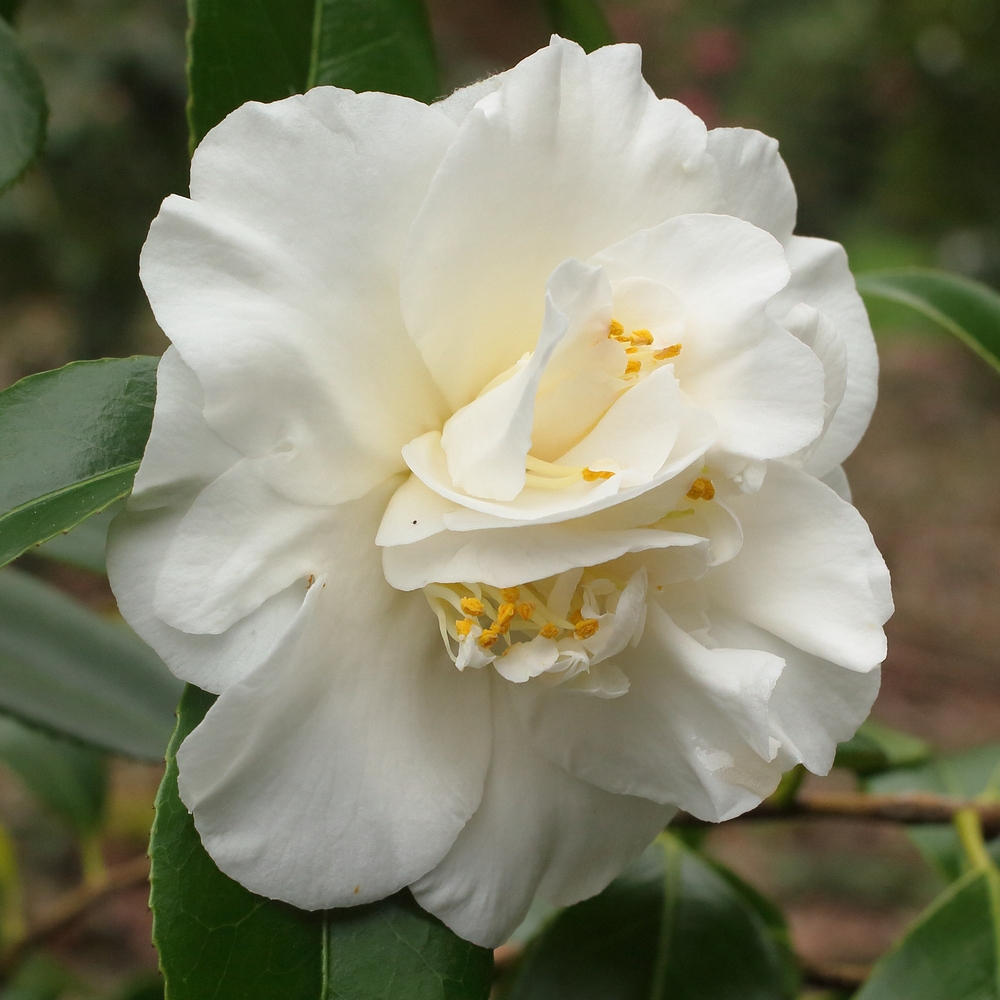 Camellia japonica 'White Swan'