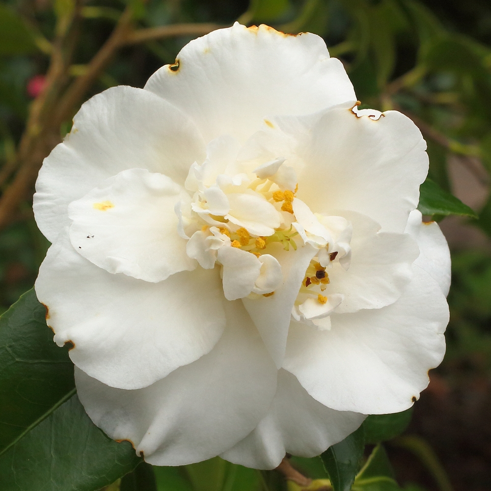 Camellia japonica 'White Swan'