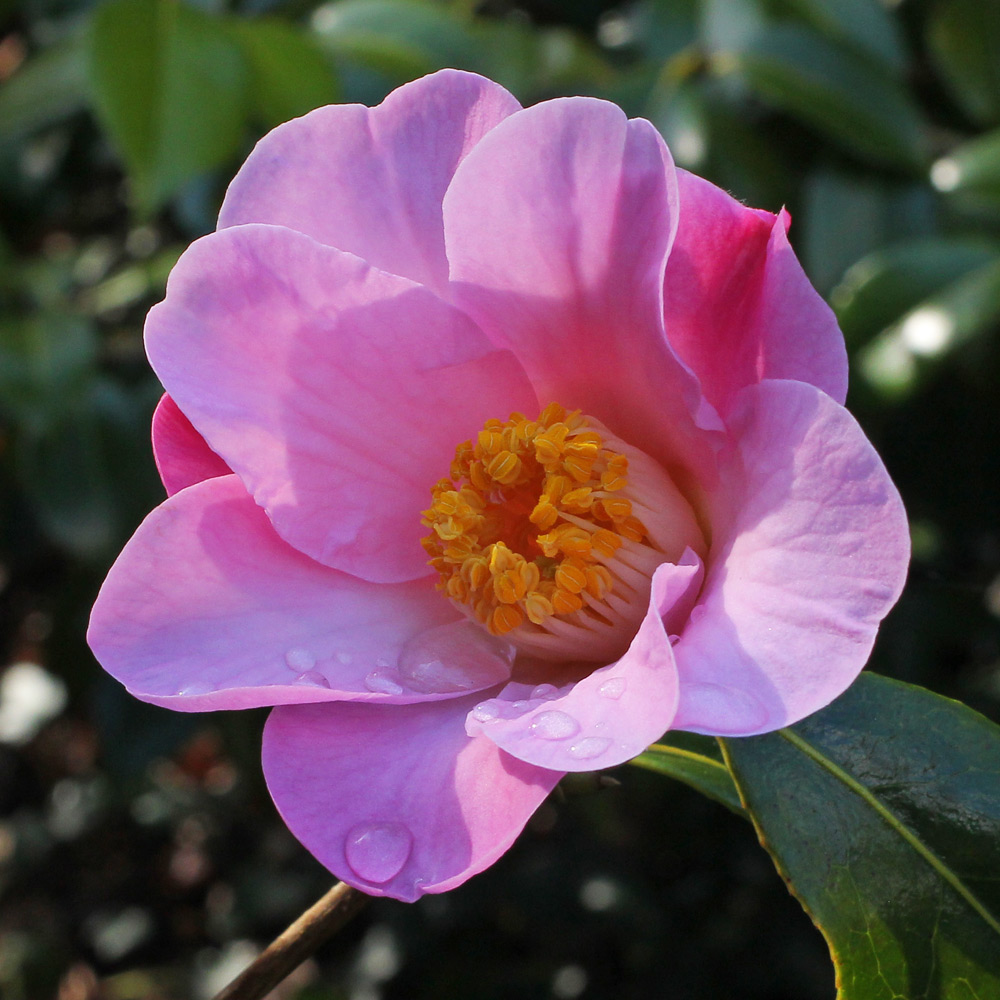 Camellia x williamsii 'Wood Nymph'