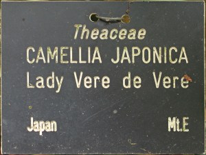 Camellia japonica 'Lady Vere de Vere'
