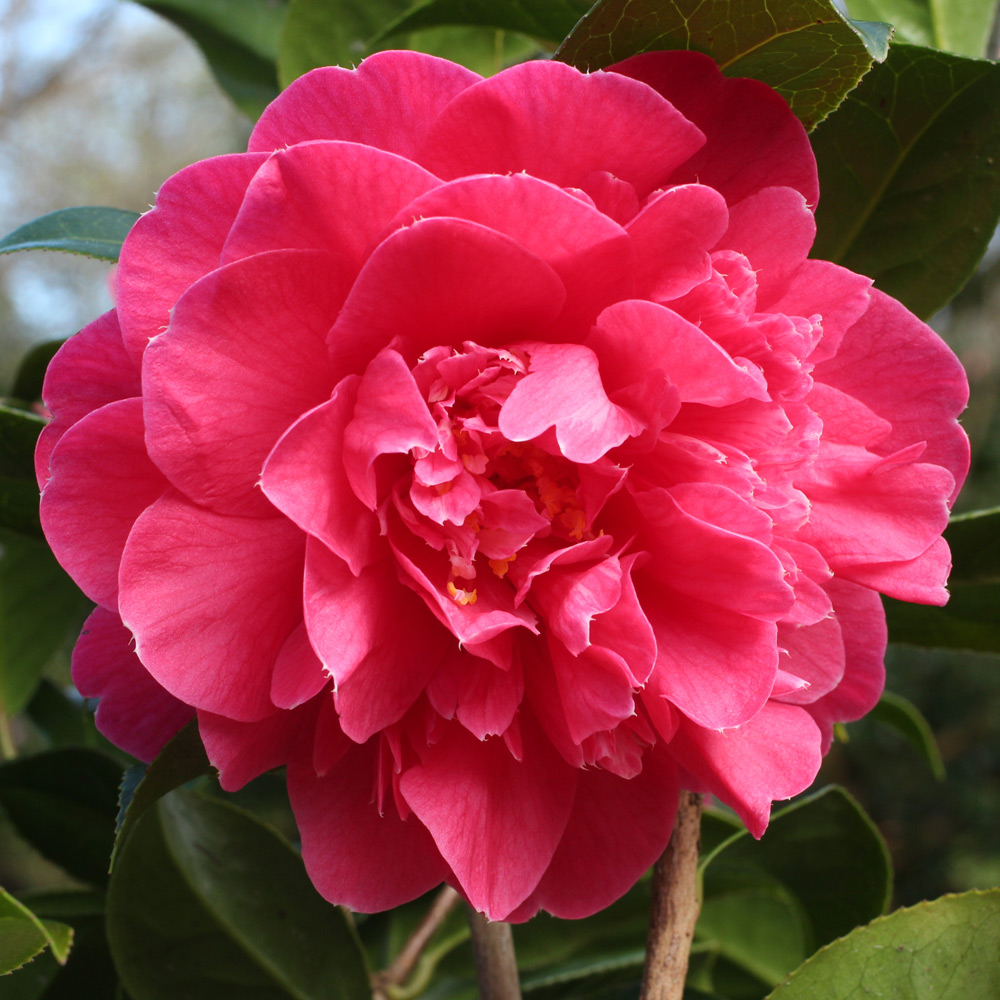 Camellia x williamsii 'Anticipation'