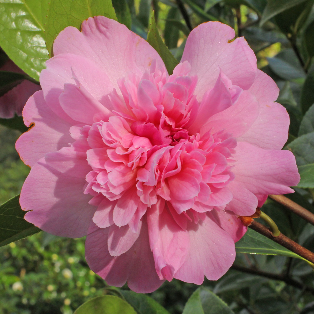Camellia x williamsii 'Ballet Queen'