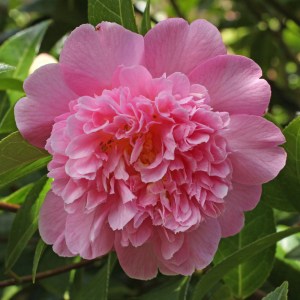 Camellia x williamsii 'Ballet Queen'
