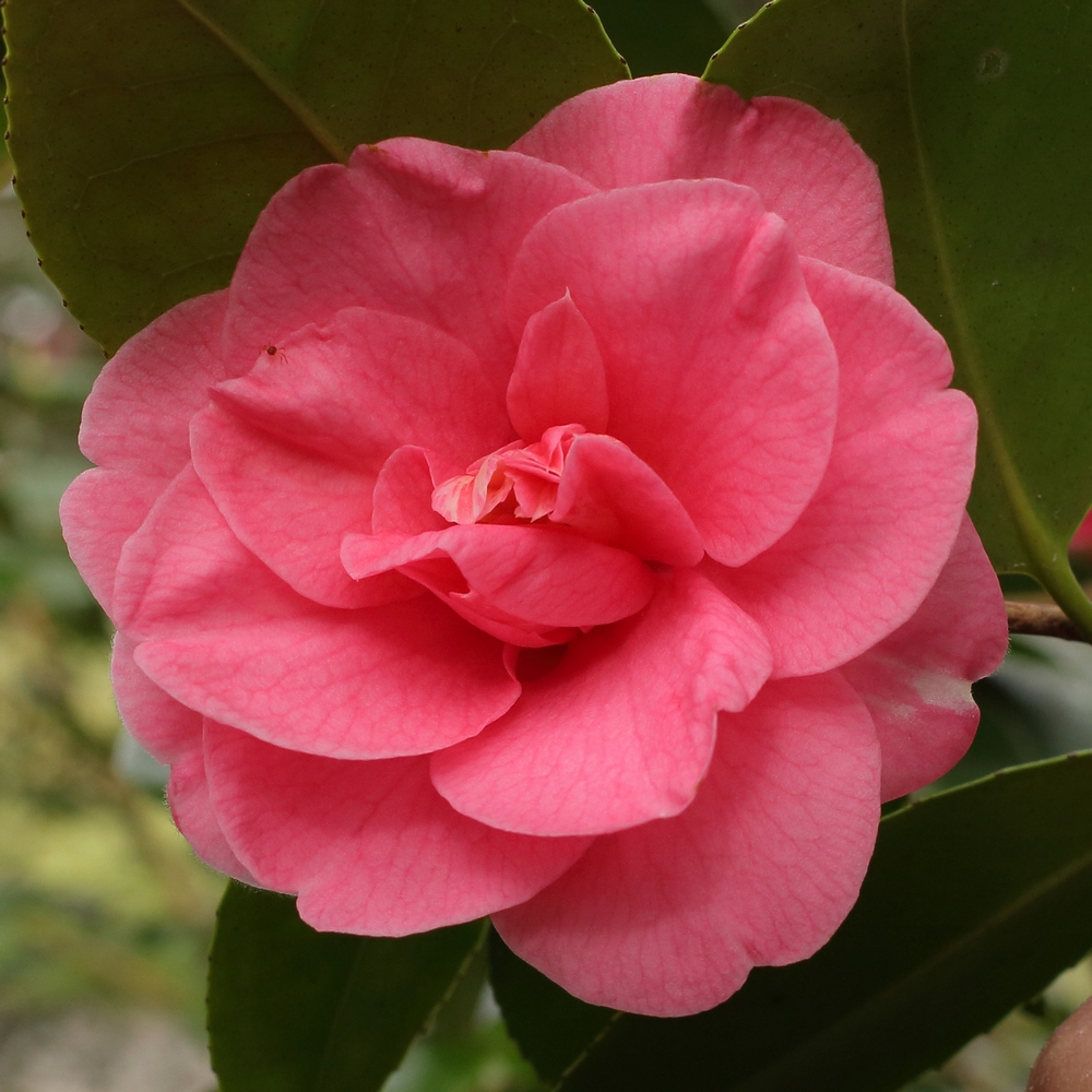 Camellia japonica 'Beverley Caffin'