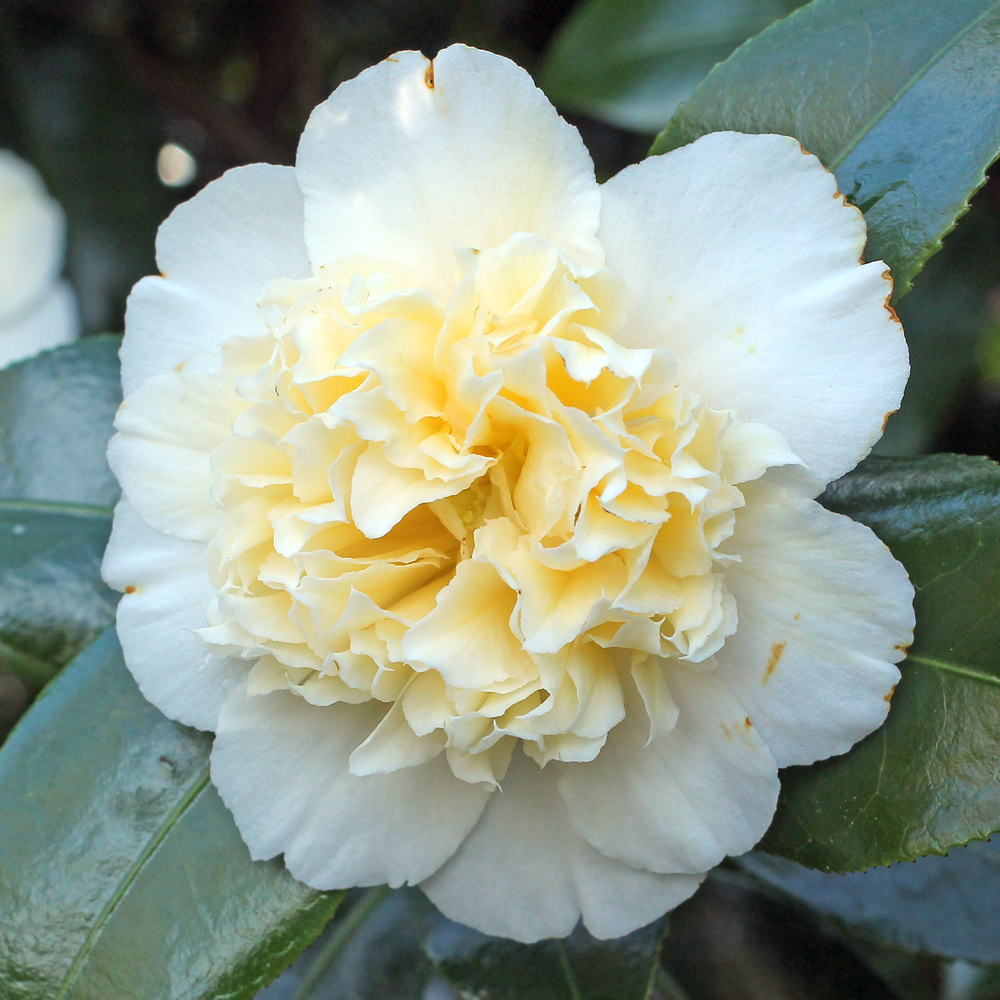 Camellia japonica 'Brushfield's Yellow'