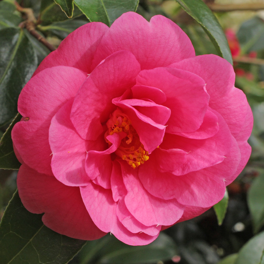 Camellia x williamsii 'Charity'