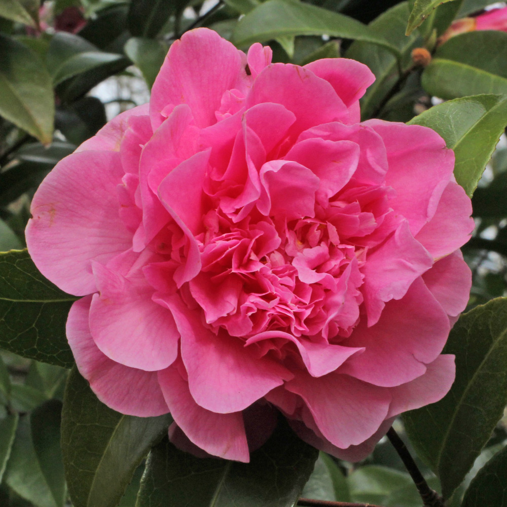 Camellia x williamsii 'Debbie'
