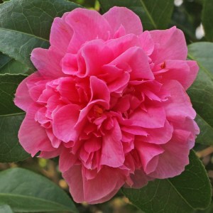 Camellia x williamsii 'Debbie's Carnation'