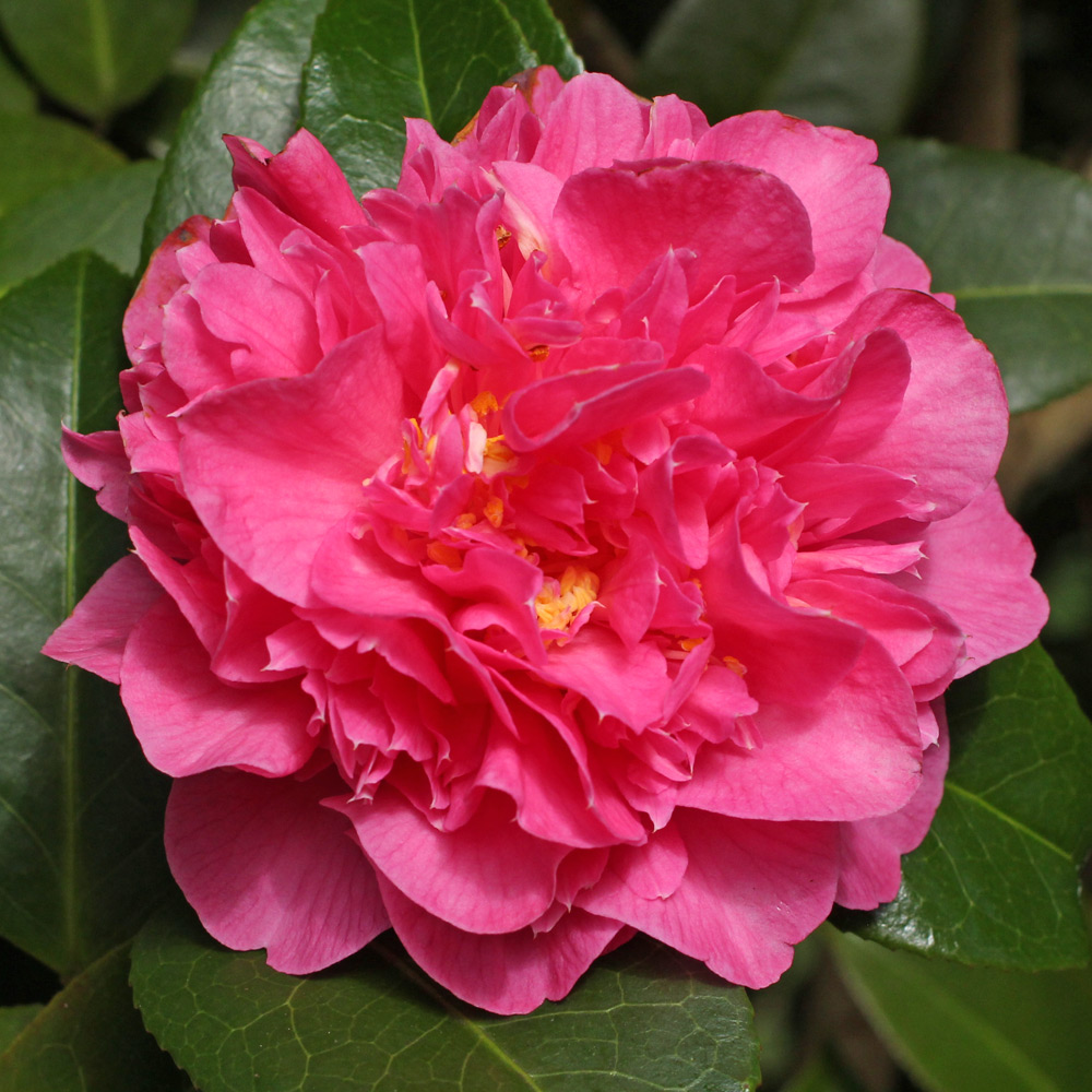 Camellia x williamsii 'Debbie's Carnation'