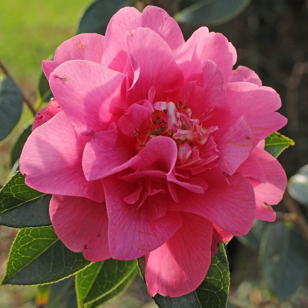 Camellia x williamsii 'Elegant Beauty'