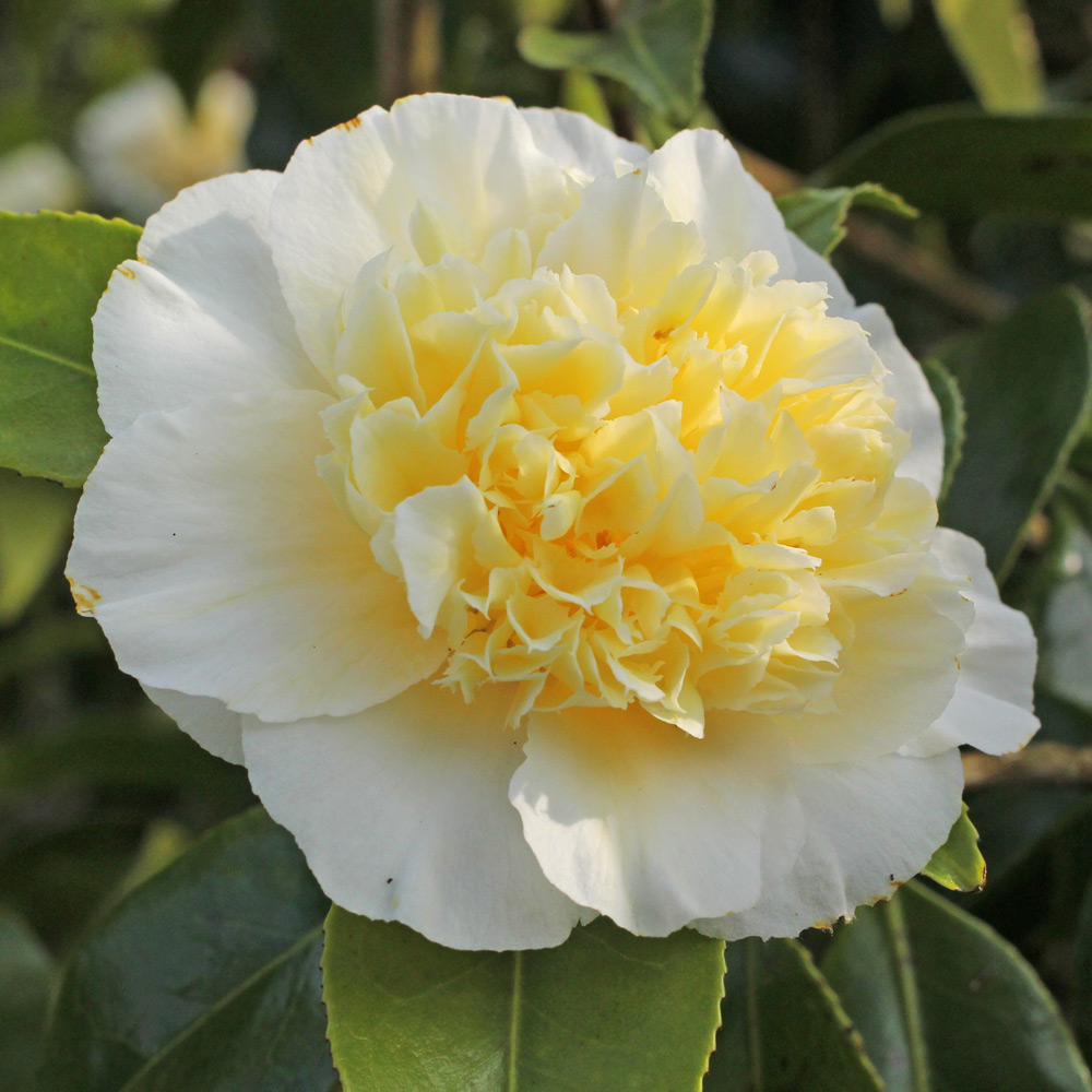Camellia japonica 'Gwenneth Morey'