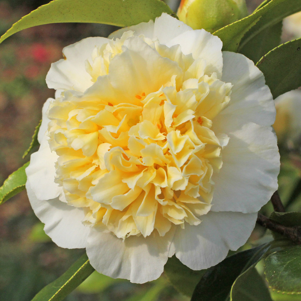 Camellia japonica 'Gwenneth Morey'