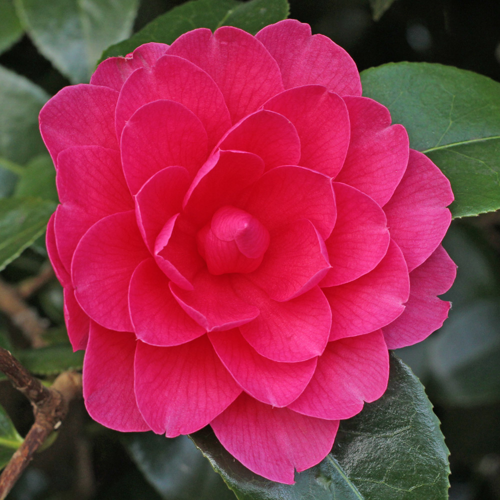 Camellia x williamsii 'Jean Claris'