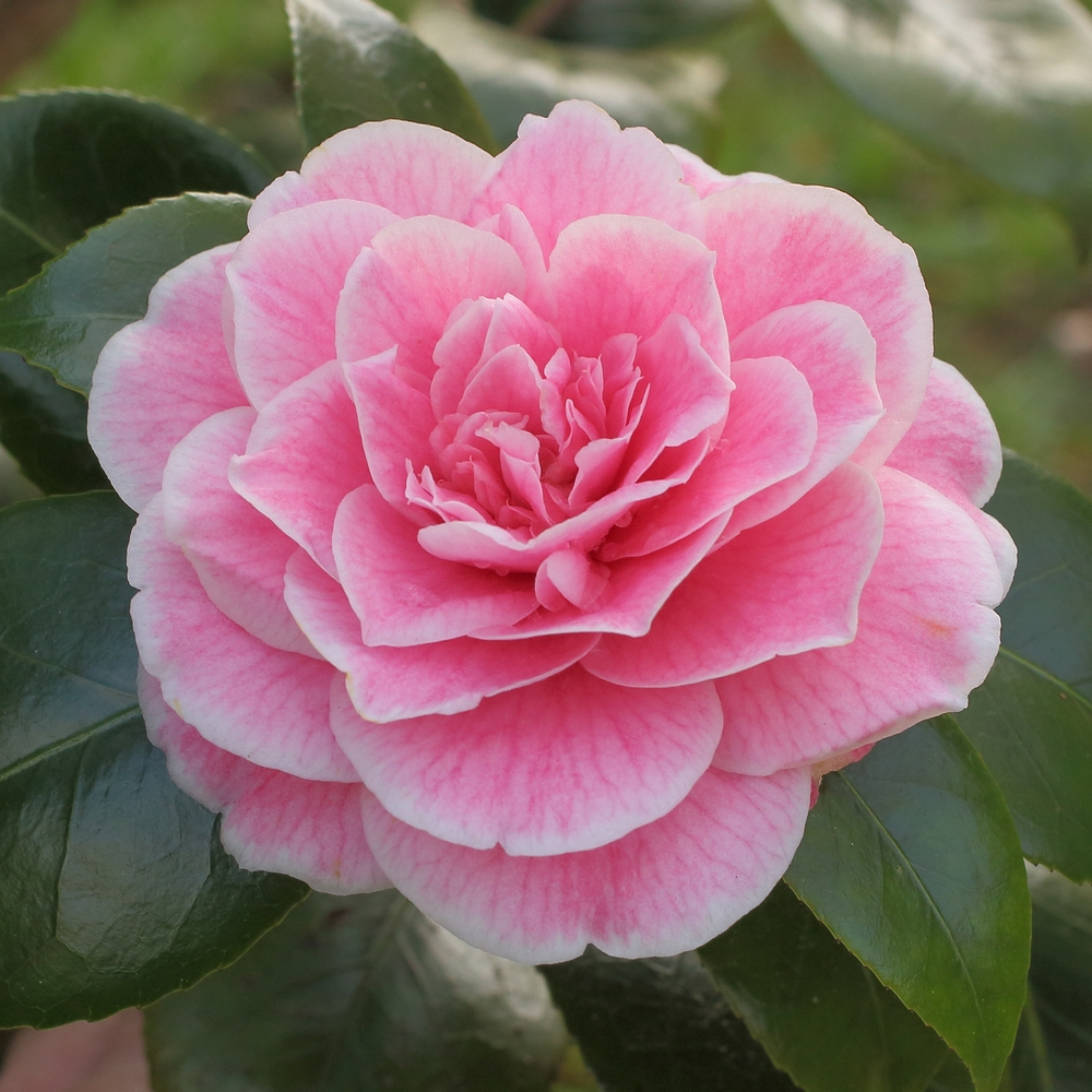 Camellia japonica 'Jean Clere'