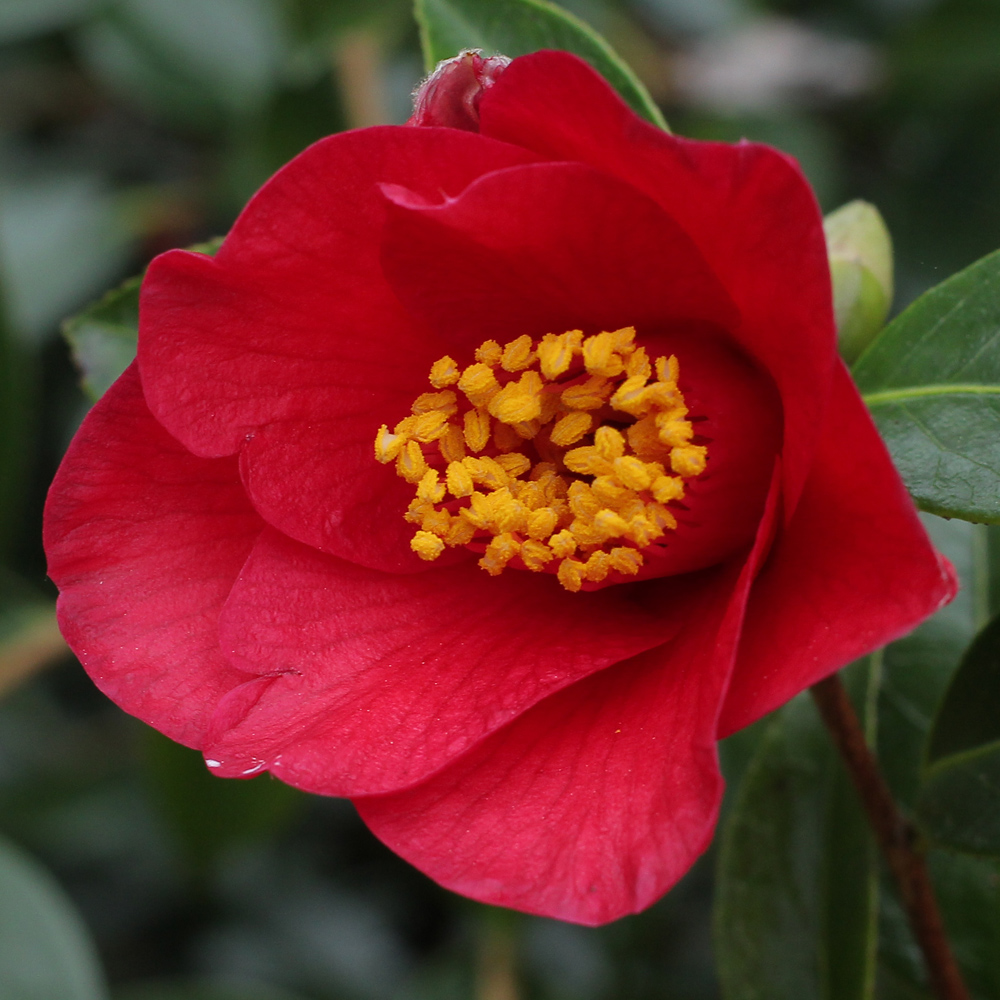 Camellia x williamsii 'Joyful Bells'