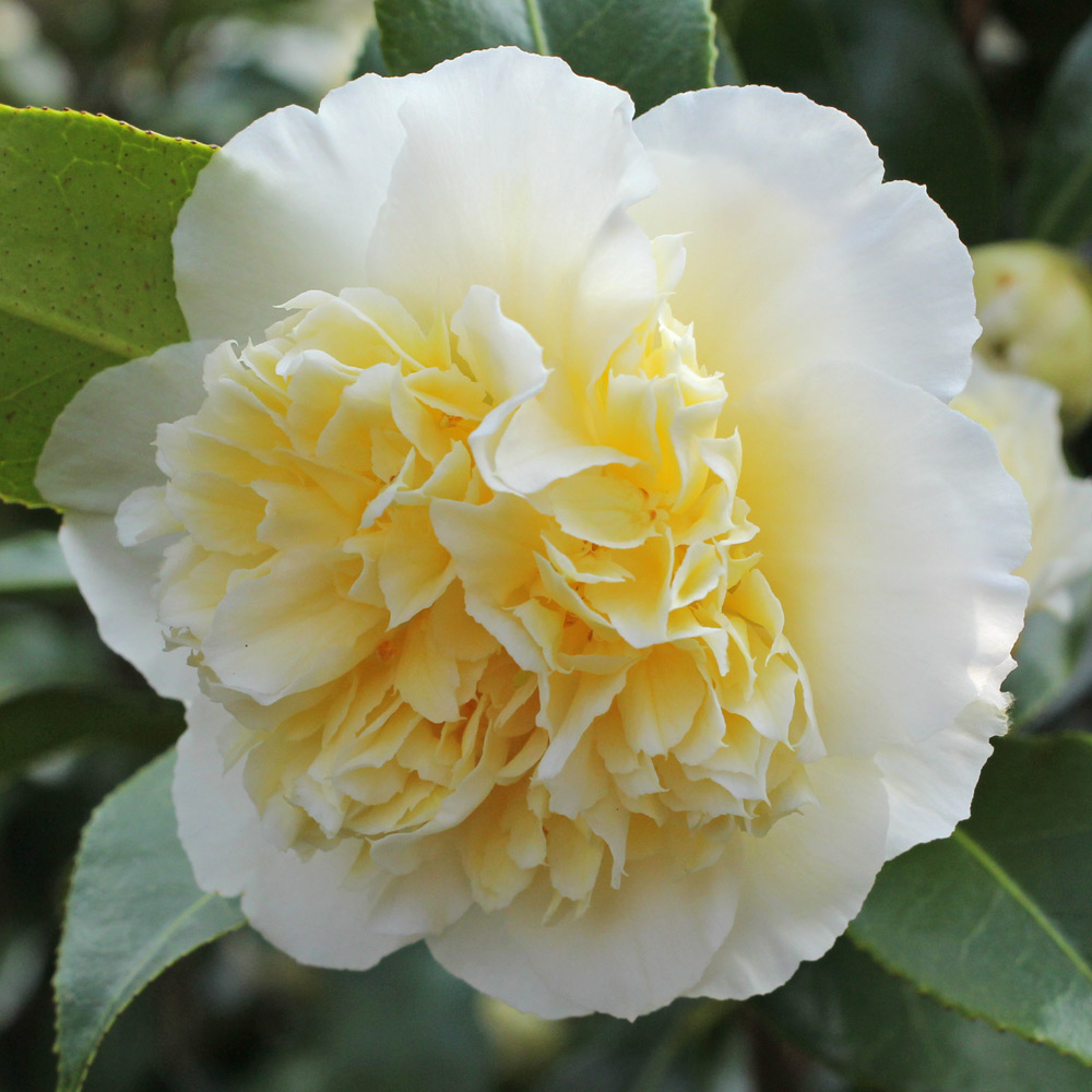 Camellia x williamsii 'Jury's Yellow'