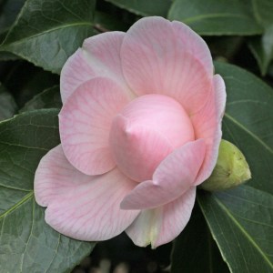 Camellia japonica 'Lady St. Clair'
