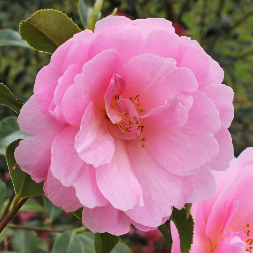 Camellia x williamsii 'Lady's Maid'