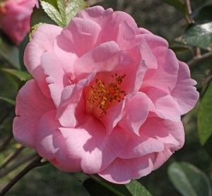 Camellia 'Lila Naff'