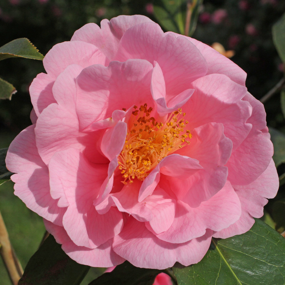 Camellia 'Lila Naff'