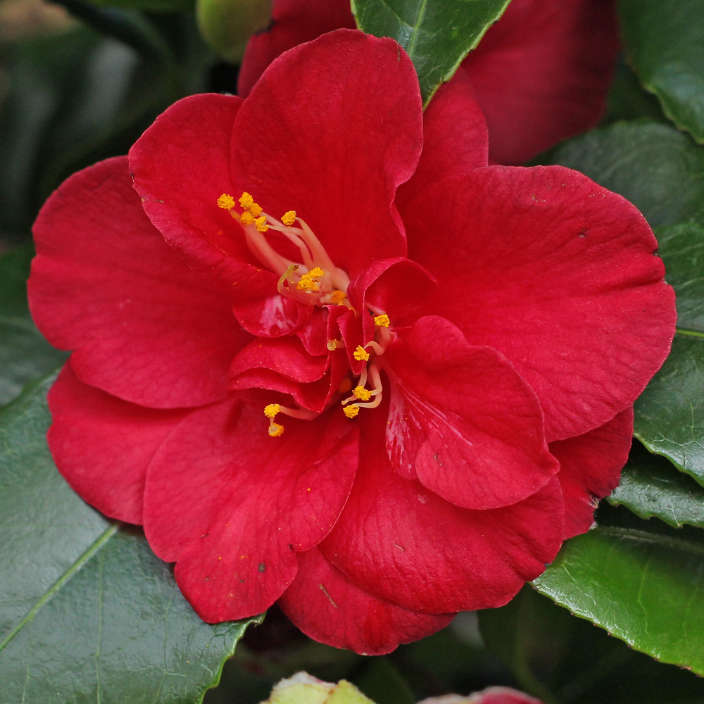 Camellia japonica 'Mars'