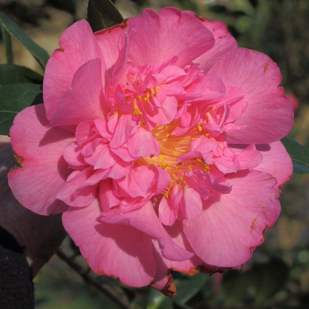 Camellia x williamsii 'Mary Phoebe Taylor'