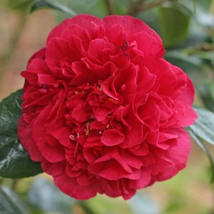 Camellia japonica 'Mattie Cole'