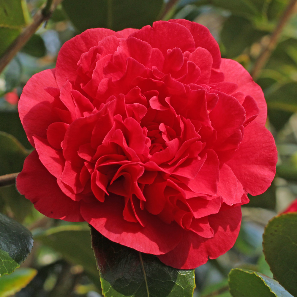 Camellia japonica 'Mattie Cole'