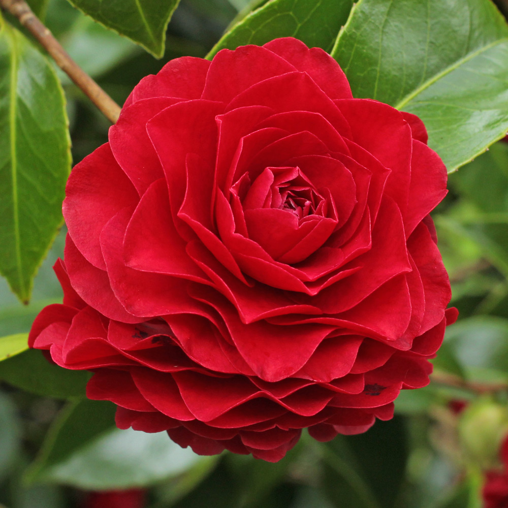 Camellia japonica 'Roger Hall'
