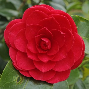 Camellia japonica 'Somersby'