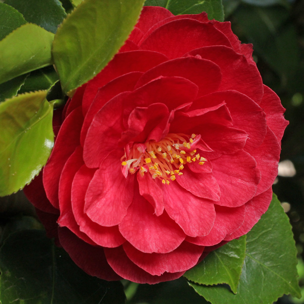 Camellia japonica 'Somersby'