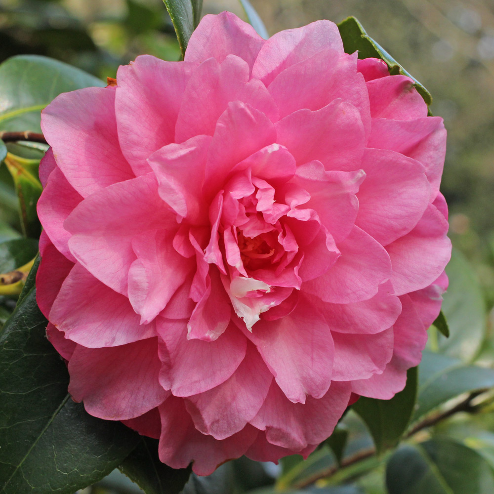 Camellia williamsii 'Water Lily'
