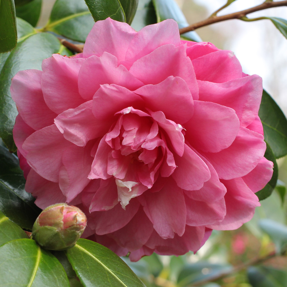 Camellia williamsii 'Water Lily'