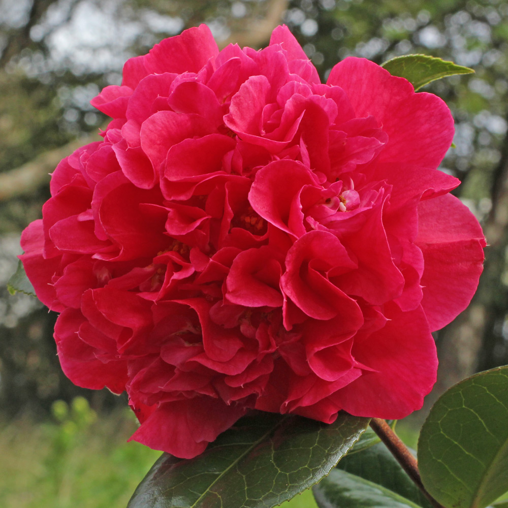 Camellia x williamsii 'Wilber Foss'