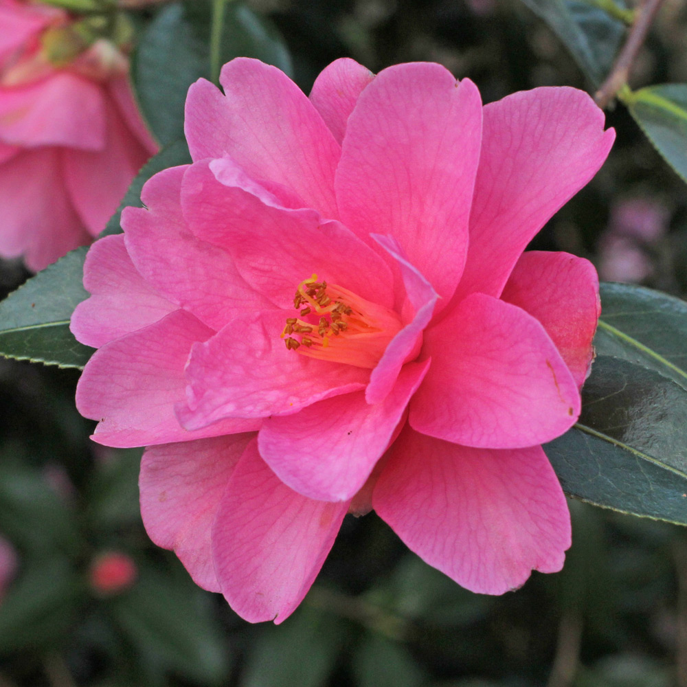 Camellia 'Barbara Clark'